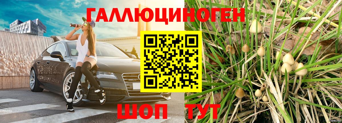 Вышний Волочёк  Псилоцибиновые грибы GOLDEN TEACHER  Вход с VPN 